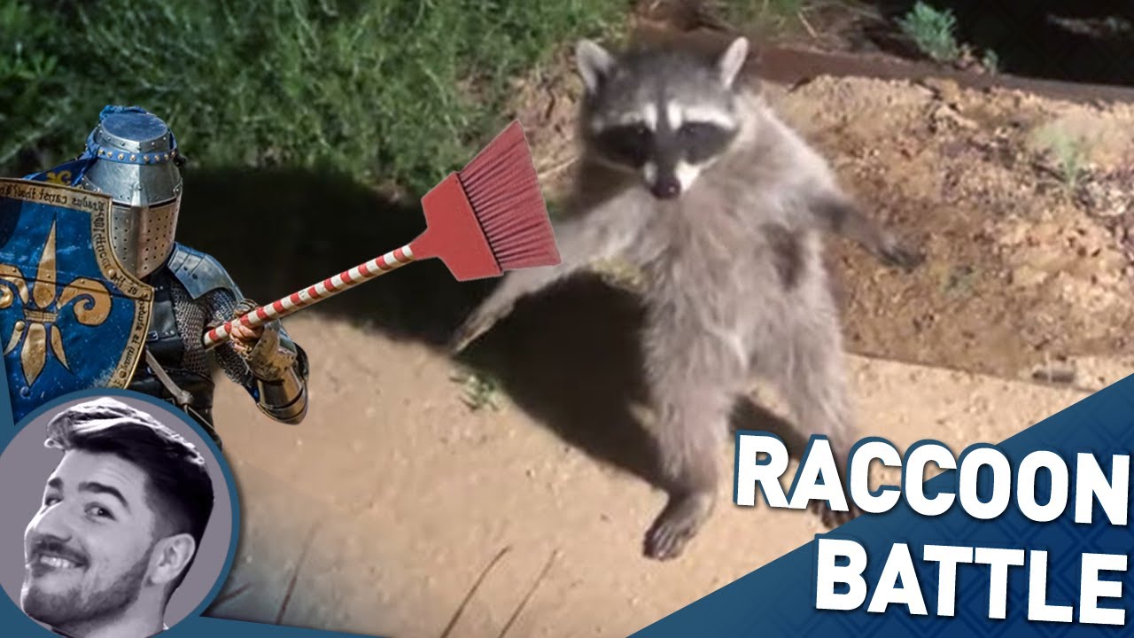 Sajam Defends his Home from the Raccoon Invaders
