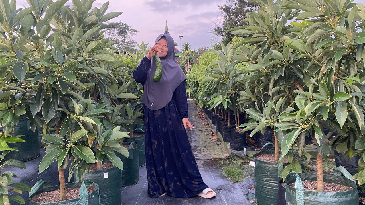 BIBIT ALPUKAT SEPERTI APA YANG INGIN DI TANAM PEKEBUN