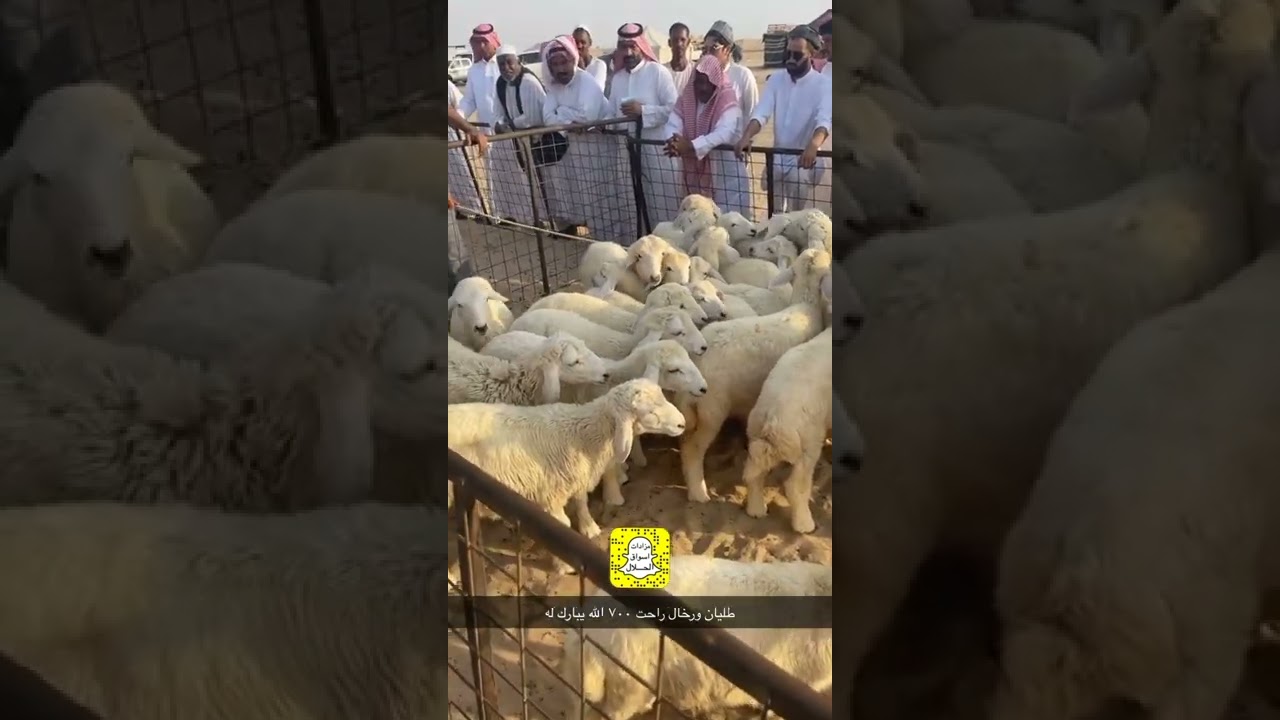 تغطية حراج سوق ابو شداد اليوم الثلاثاء ٨/ ١١/ ١٤٤٣ الموقع خط الساحل منطقة الشعيبة