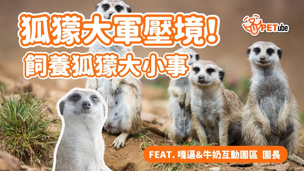 狐獴大軍壓境！飼養狐獴大小事 Feat.嘎逼＆牛奶互動園區 【寵物知識+】｜
