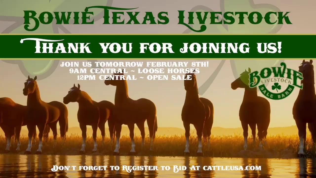 Bowie Texas Livestock February 8th Loose Horses!