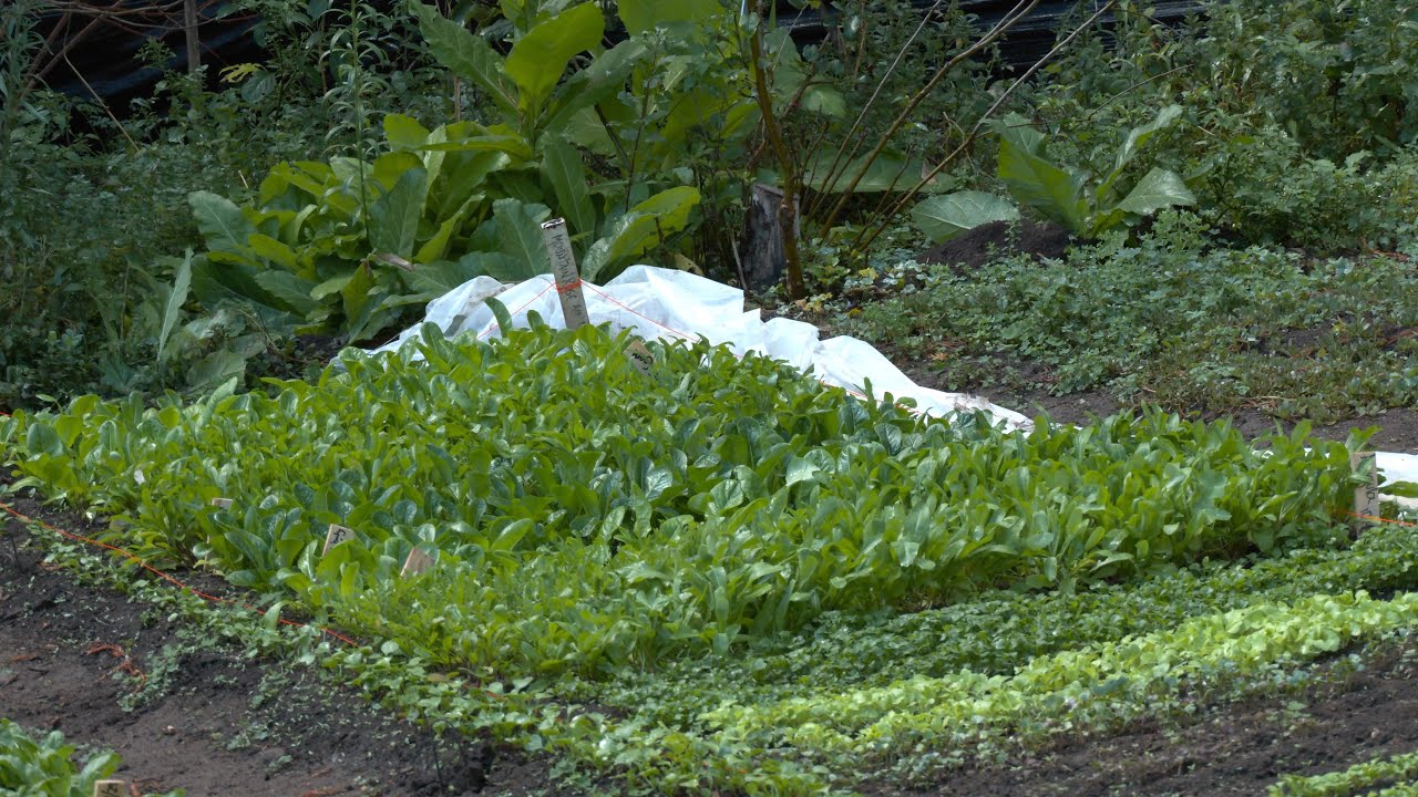 Checking Progress on Beds of Mixed Greens