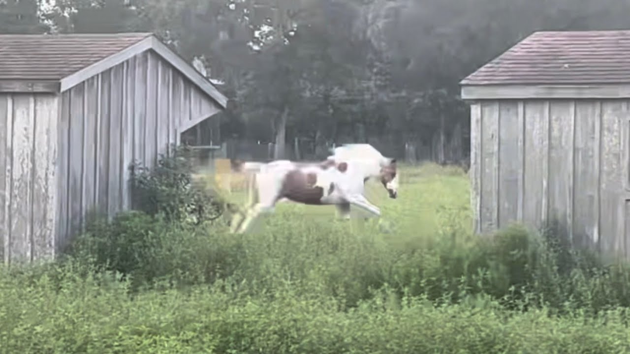 Part 1 Taming Carly the feral rescue horse