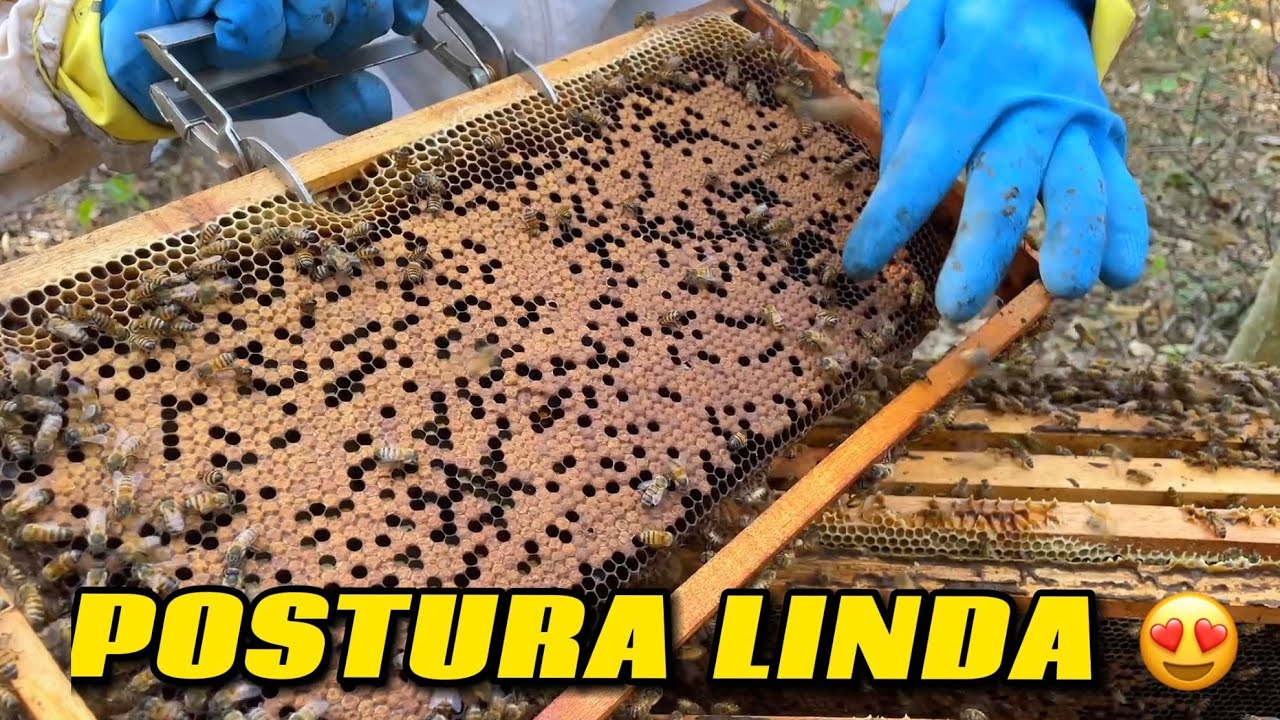 REVISÃO COM DICAS IMPORTANTES! O QUE FAZER COM OS ZANGÕES 🐝
