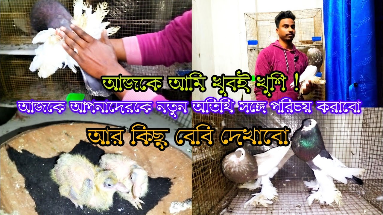 😱 Fancy pigeons Loft ।। আজকে আমি খুবই খুশি! আজকে আপনাদেরকে নতুন অতিথি সঙ্গে পরিচয় করাবো!