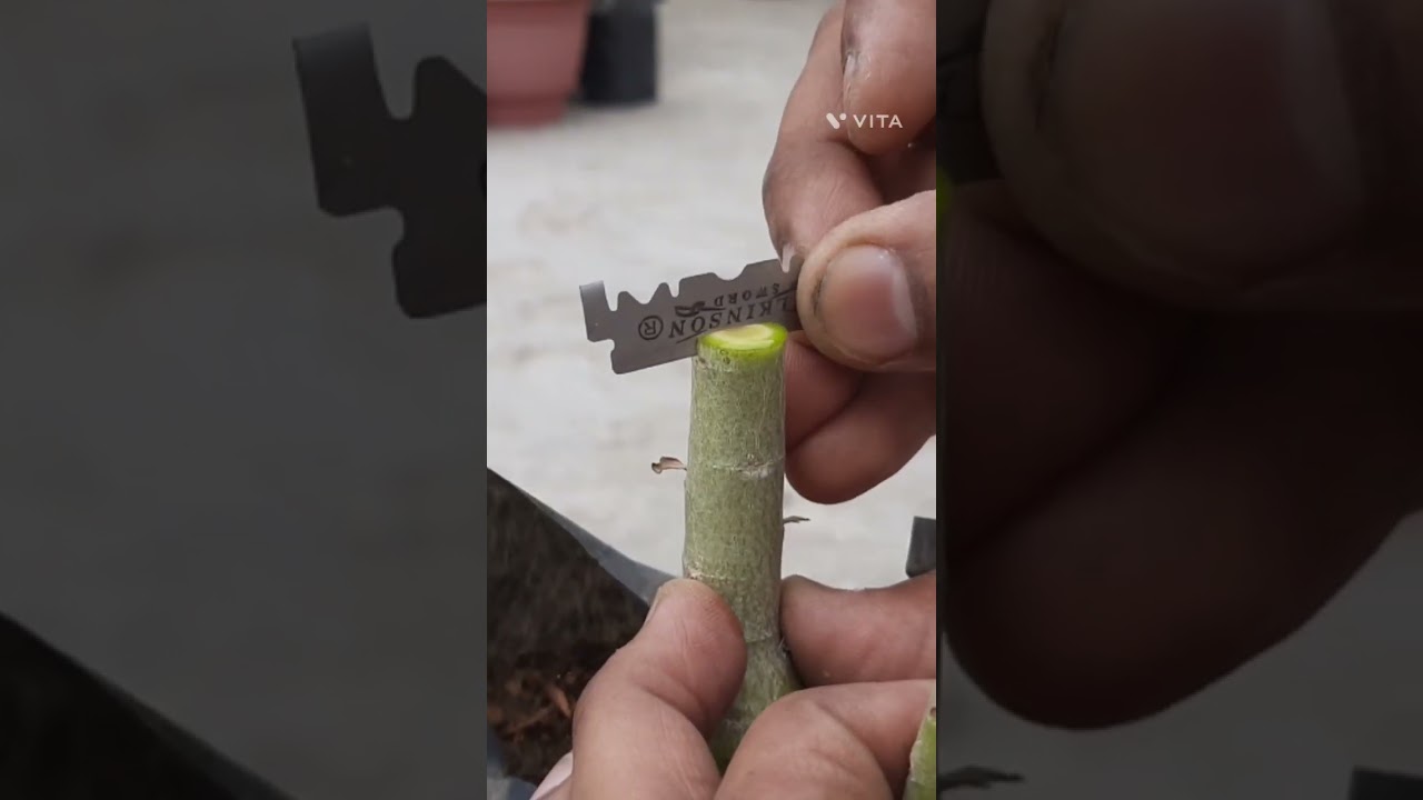 ADENIUM GRAFTING
