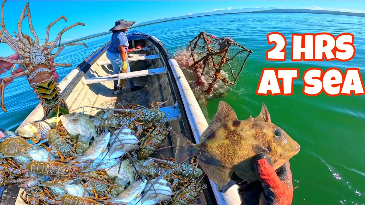 I Need To Stop Them Now,They Stole My Fish Traps Again, pirates in jamaica‼️