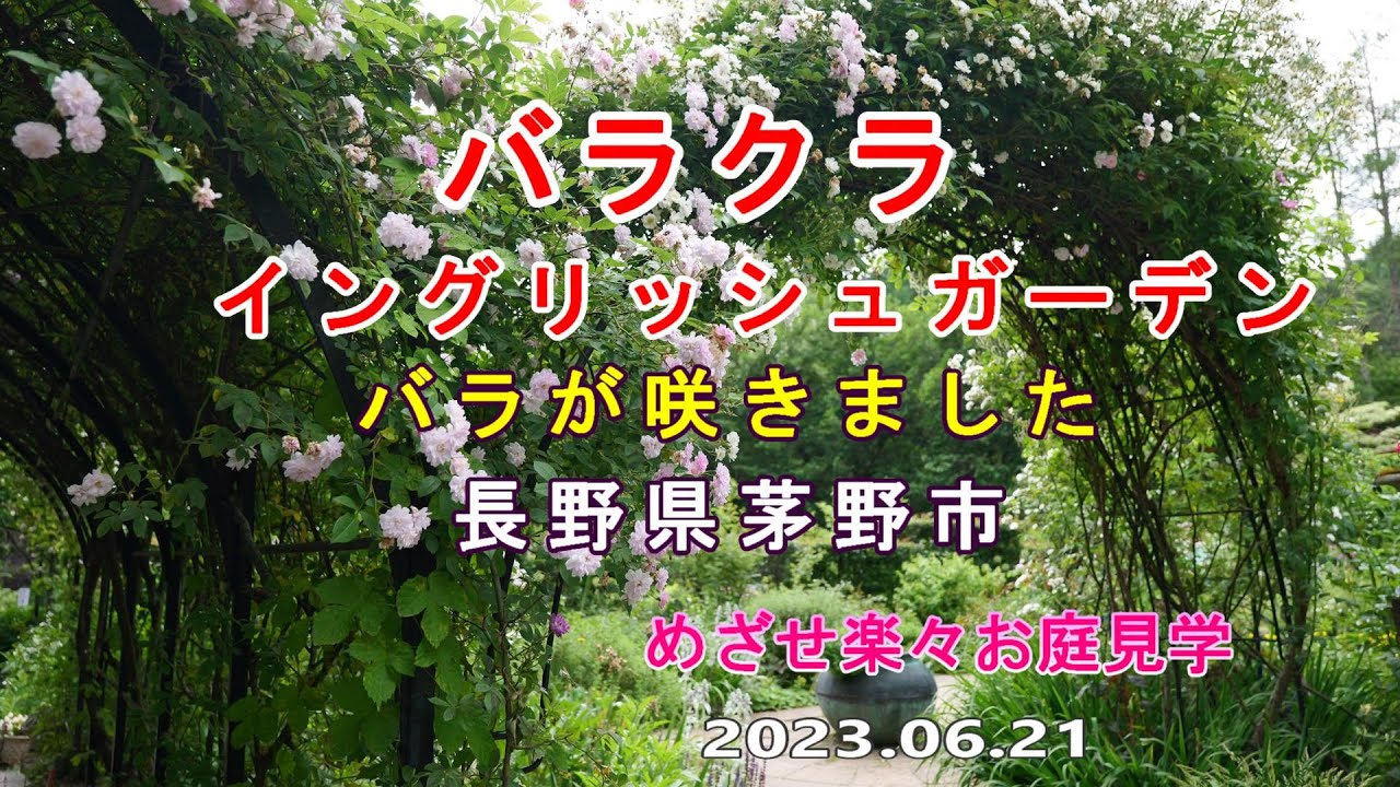 バラクライングリッシュガーデン　バラが咲きました　めざせ楽々お庭見学　長野県茅野市　2023.06.21