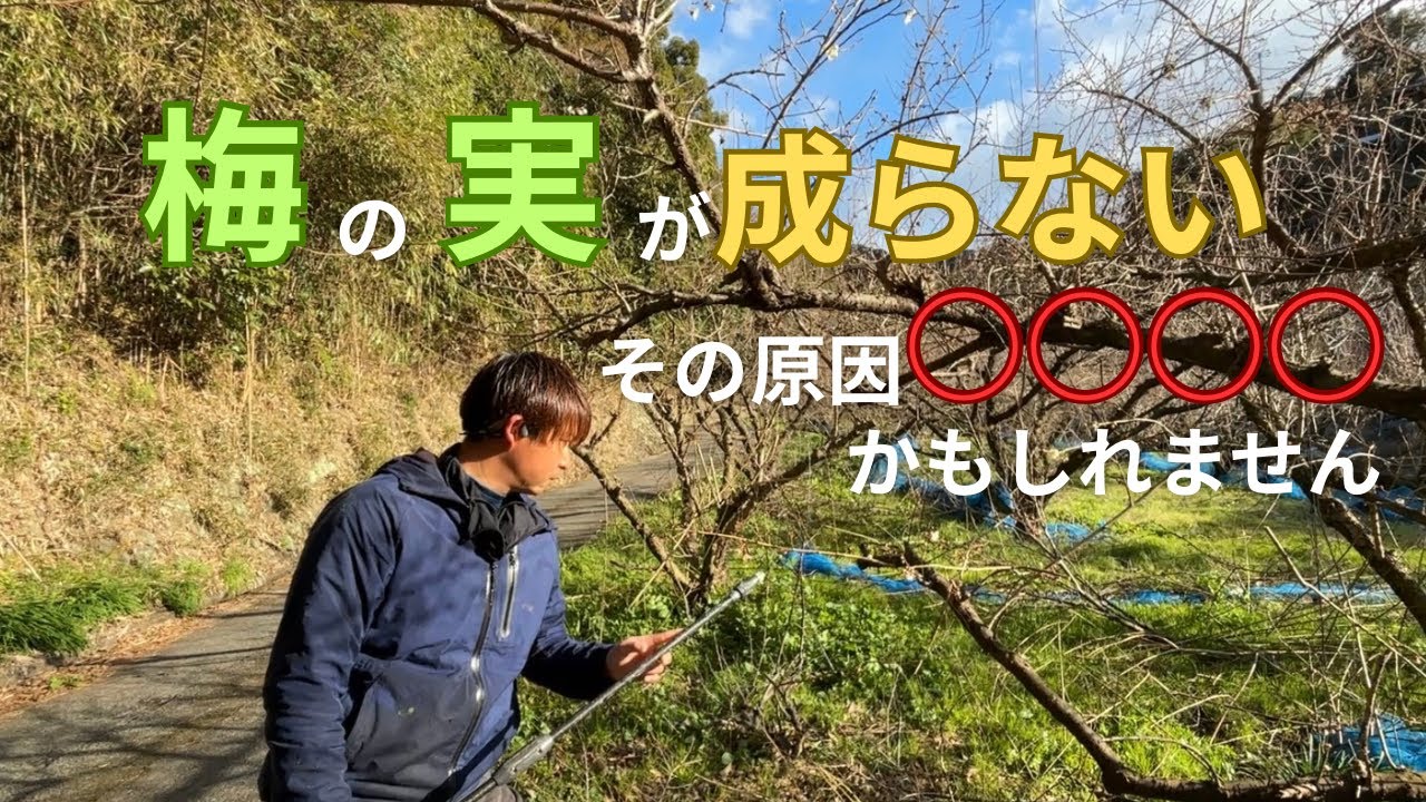 梅の実がつかない成らない人必見！見落としがちな病害虫【ハナムシ】