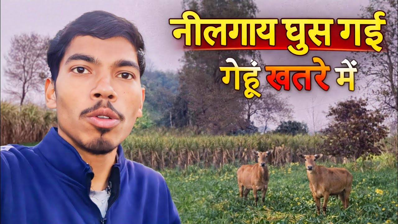Gehu Barbaad Ho Jata! 😱 Nilgai Khet Mein Ghus Gayi