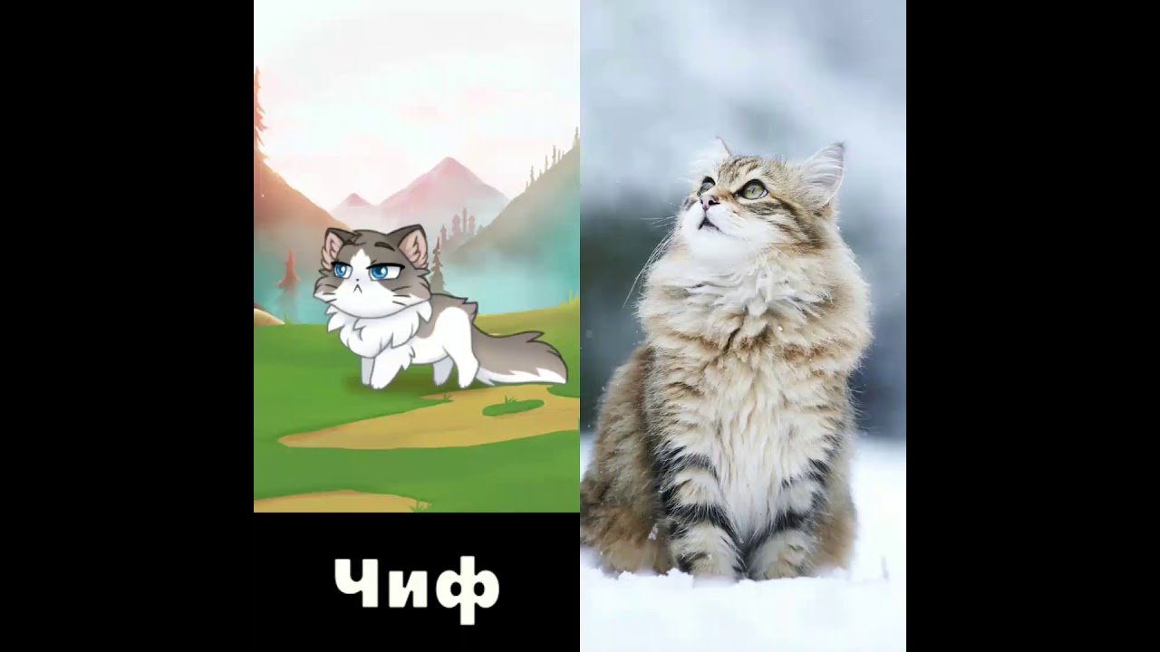 Castle Cats в реальной жизни! 😻🐱🐈