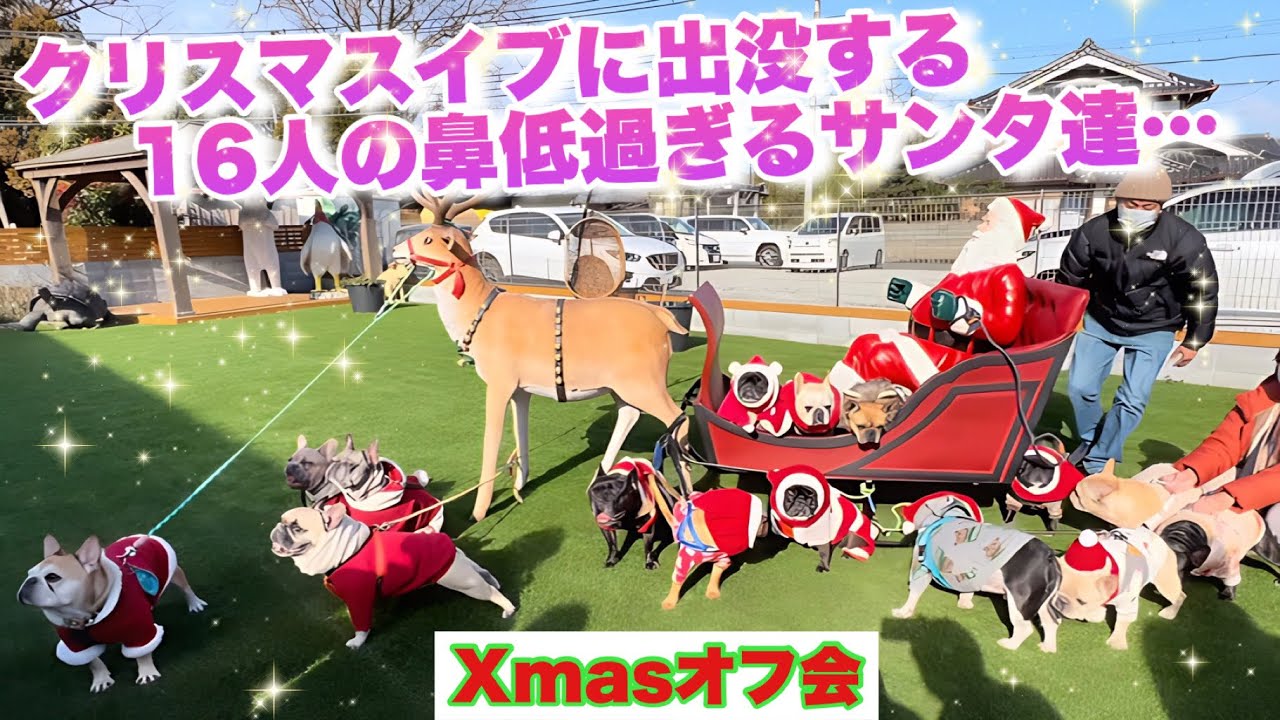 【クリスマス会参戦】総勢16ブヒによる夢の祭典！イケおじがいっぱいでテンション上がりすぎて動きがおもろ過ぎるフレンチブルドッグwww