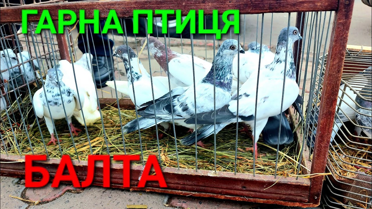 Ярмарок голубів Балта. Декоративна птиця. Кролі. Кенари. Політ голубів. Льотні голуби. #зоотроп