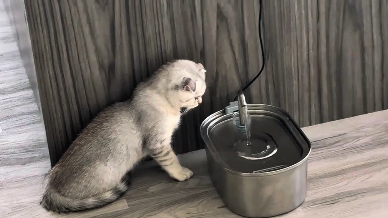 Cat siblings 3 month old and 1.5 yr old meet for the first time 🐱🐱. Watch what happens next.