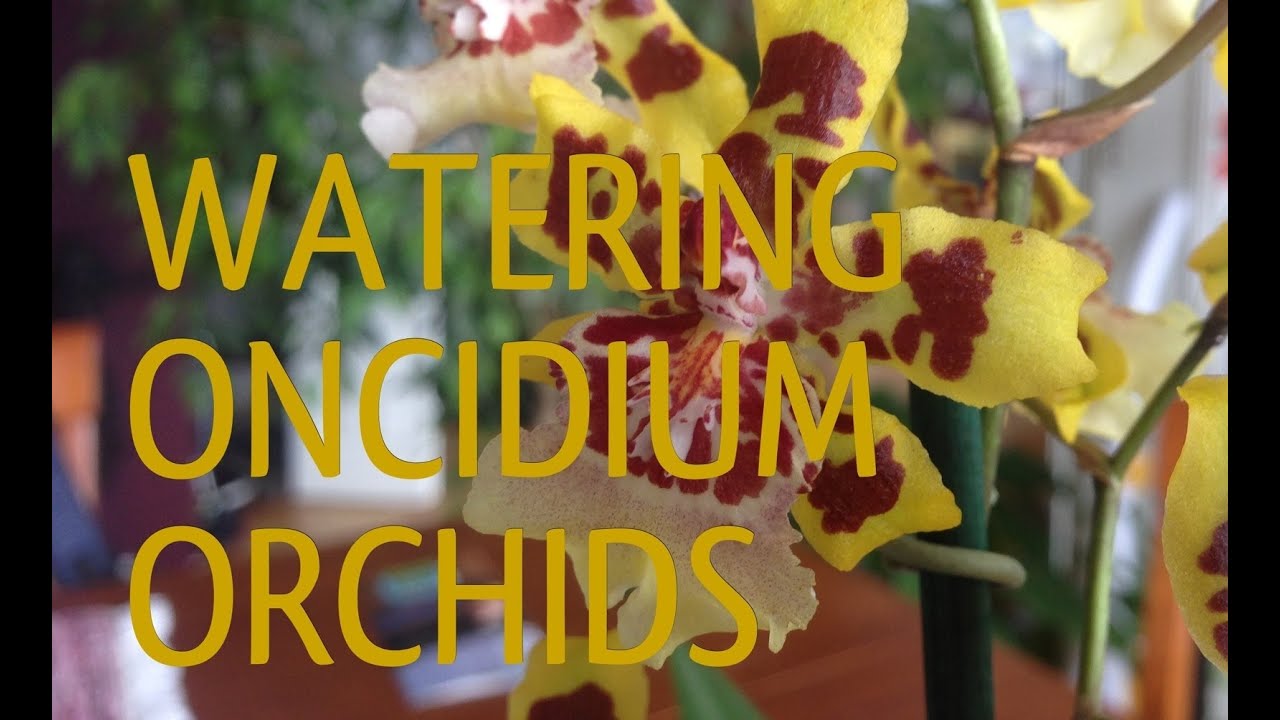 Orchid Care | 