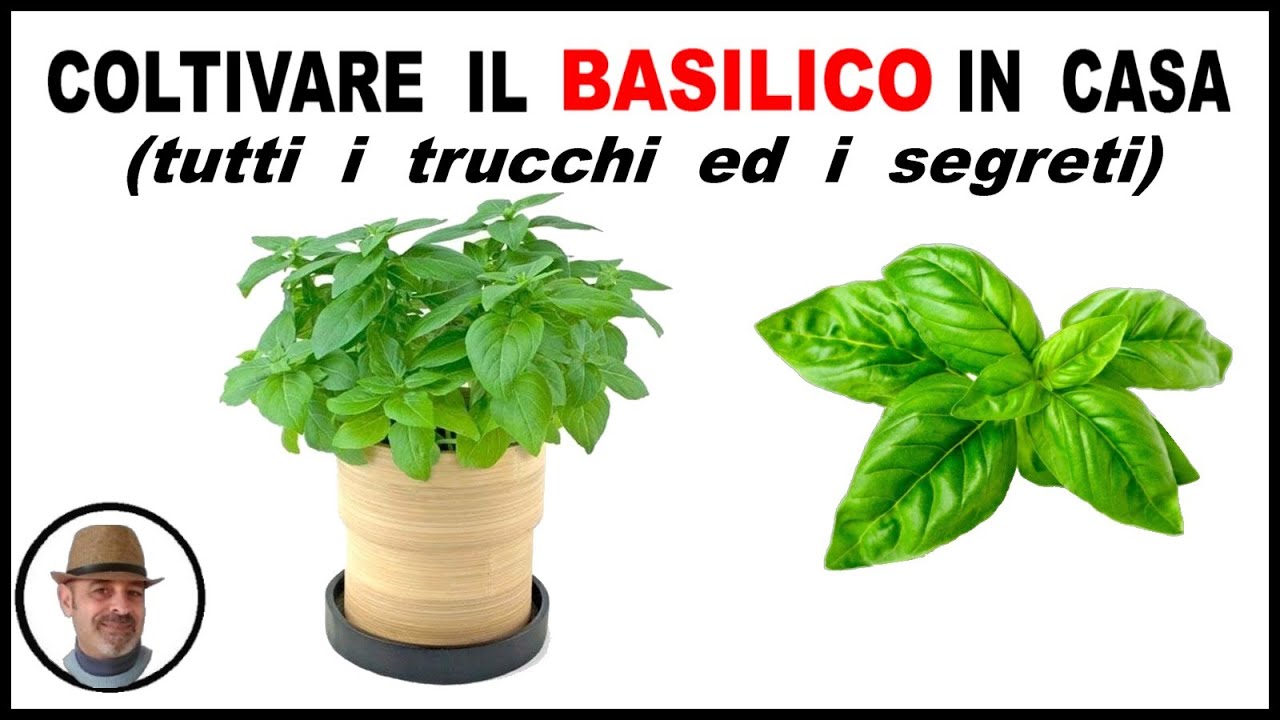 COLTIVARE IL BASILICO IN CASA, tutte le cure ed i segreti