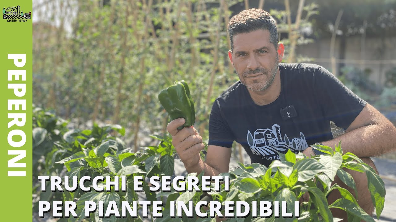 COLTIVARE PEPERONI:  Trucchi e segreti per PIANTE INCREDIBILI