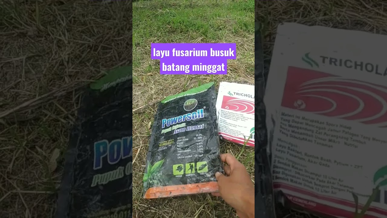 cara mencegah layu fusarium busuk batang pada cabai #shorts #cabai #layufusarium #layu