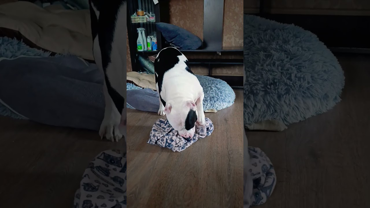Амстафф Вилли очень балованный! #amstaff #амстафф #music #dog #funny