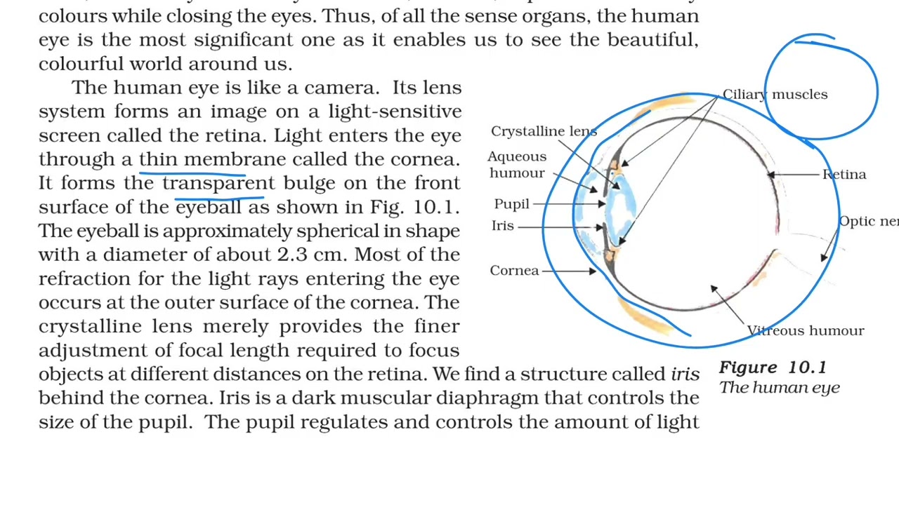 Human Eye | Class 10 | Line by line NCERT Biology | Board Exam