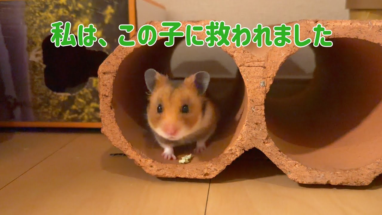 どん底にいた私をハムスターが癒してくれた