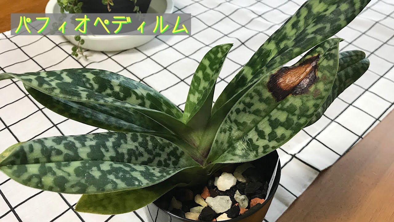 7月 パフィオペディラムの育て方　カトレアの蕾2株　江尻光一先生