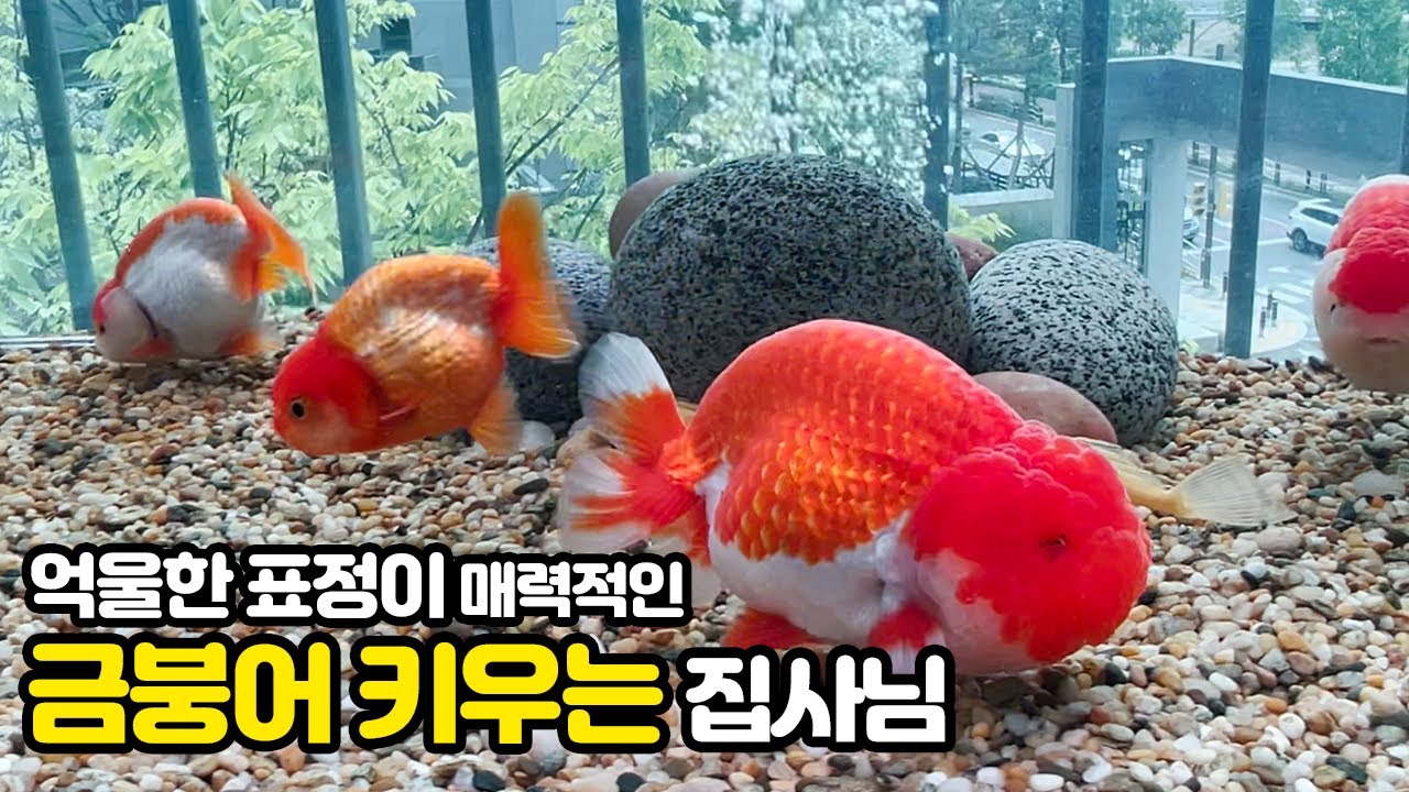 금붕어 물멍 최고 :) 억울하게 생긴 난주 금붕어를 키우는 집사님