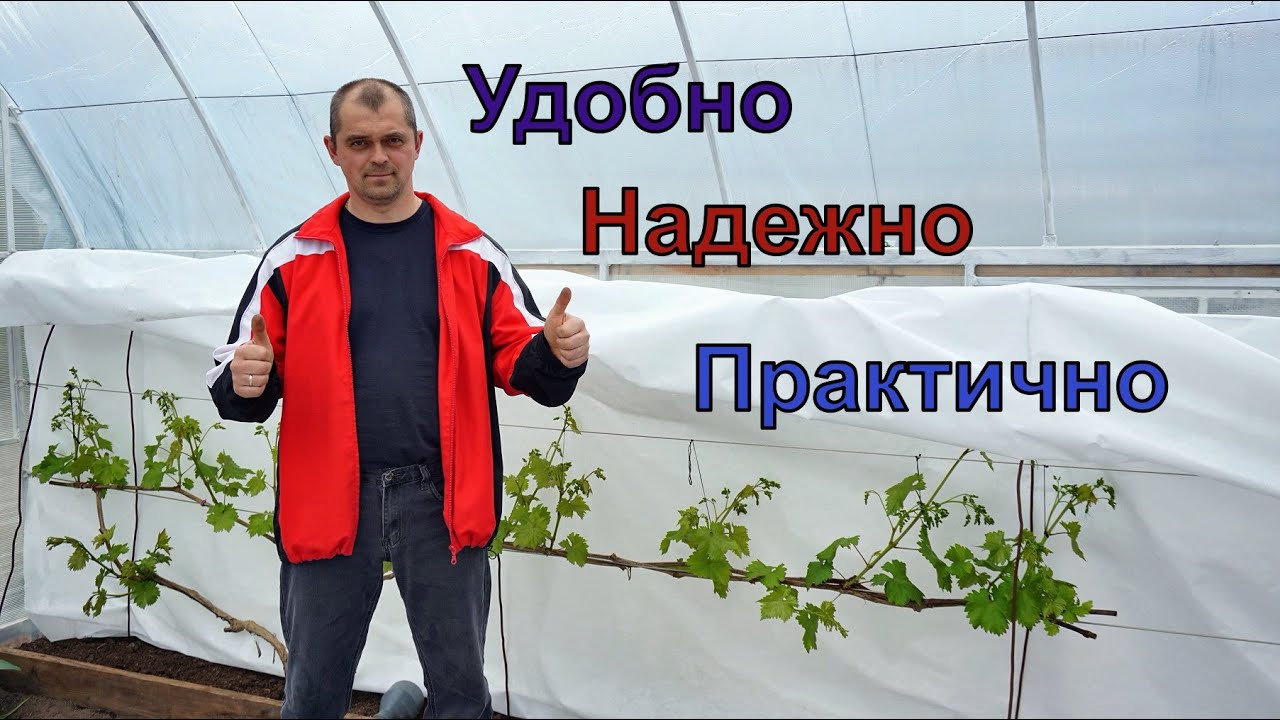 Новая теплица  для винограда и помидор .