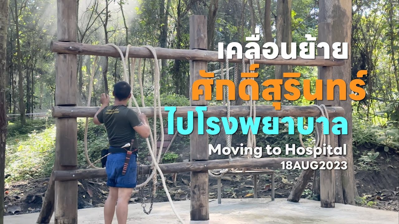 ขนย้ายพลายศักดิ์สุรินทร์จากจุดกักโรคไปรักษาที่โรงพยาบาลช้าง Muthu Raja : Moving to Hospital
