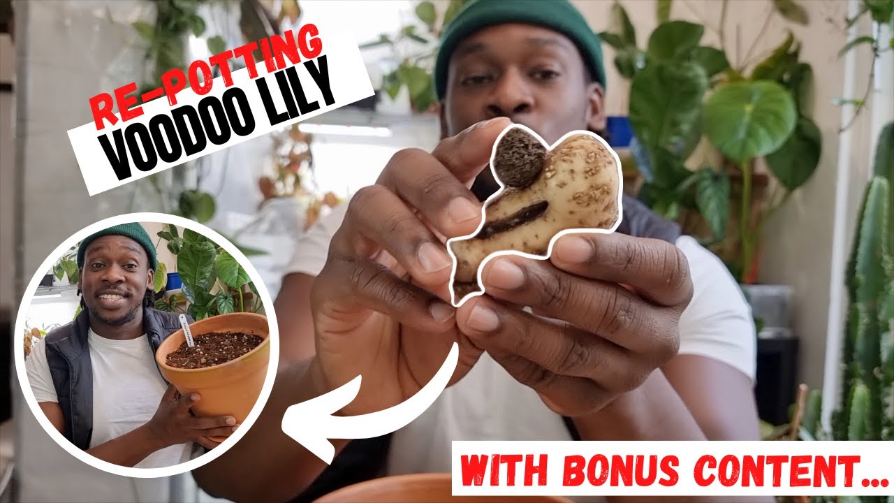 Repotting Amorphophallus Atroviridis & Bonus Plant Shopping