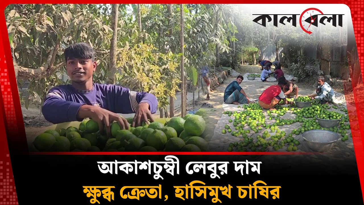 আকাশচুম্বী লেবুর দামে ক্ষুব্ধ ক্রেতা, হাসিমুখ চাষির | Lemon Price Hike | Kalbela News