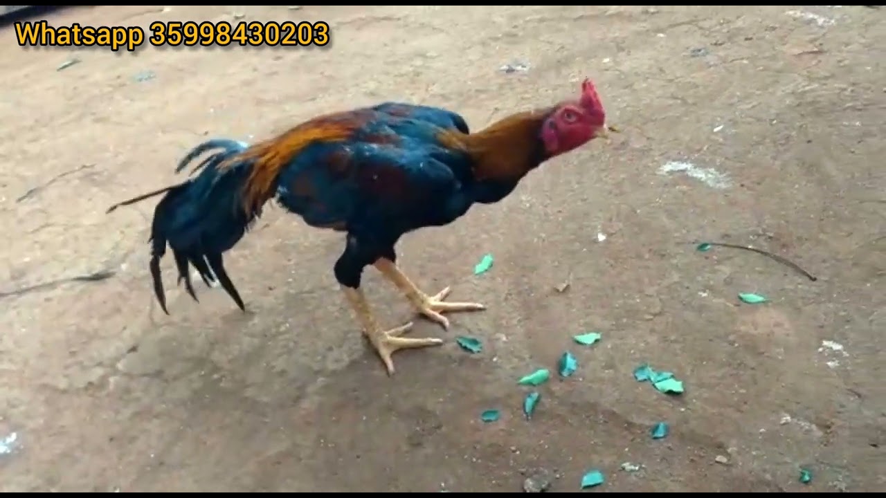 🐓 Criatório Coqueiral MG - ( Variedade de raças (Shamo, bico curto, cristã ferrão)🐓🚀👊