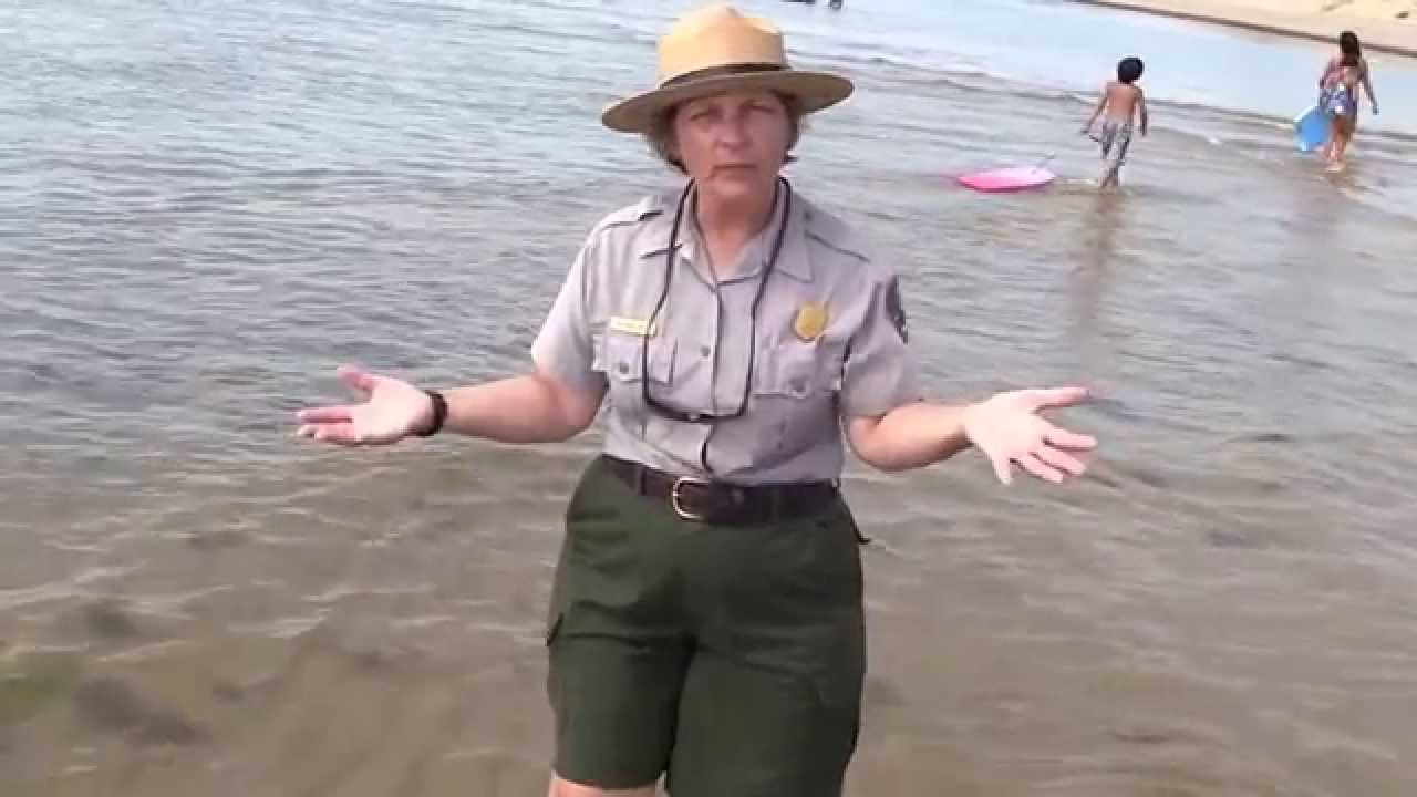 The Intertidal Zone