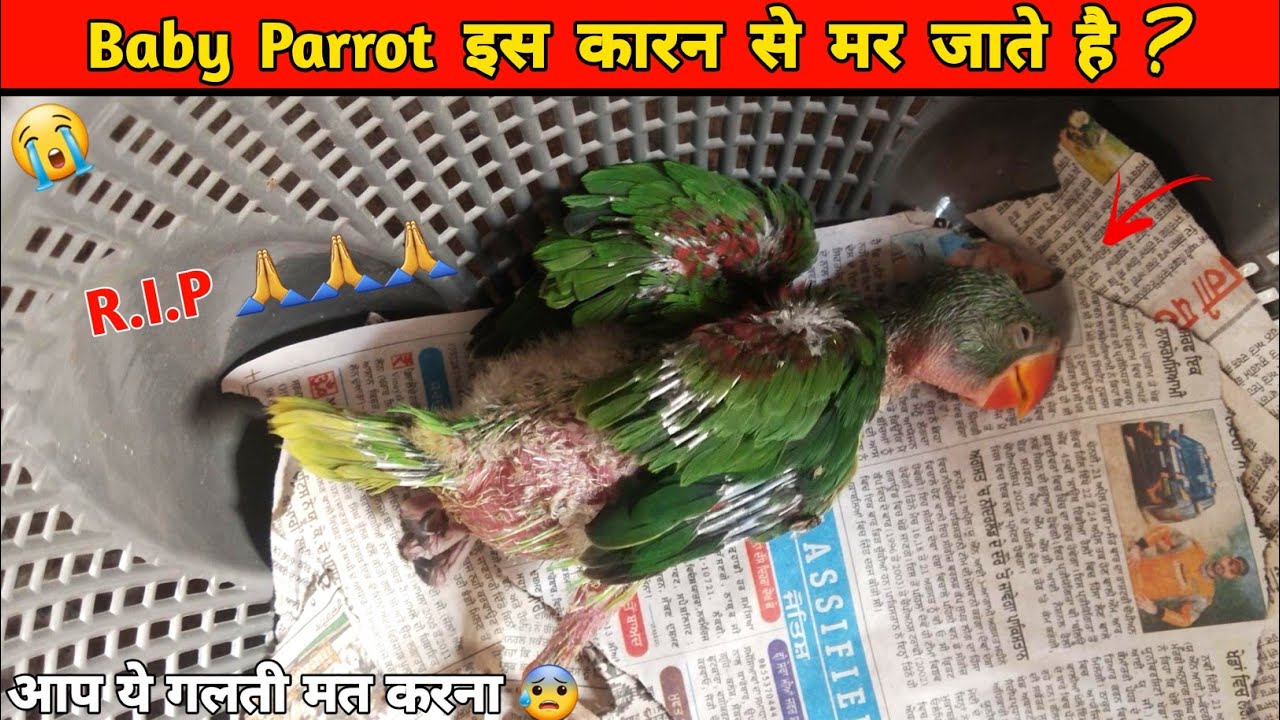 Baby parrot kyon mar jata hai / Why does the baby parrot die 😰 ? in Hindi !!