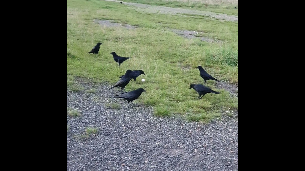 chill dinner time with my crow friends
