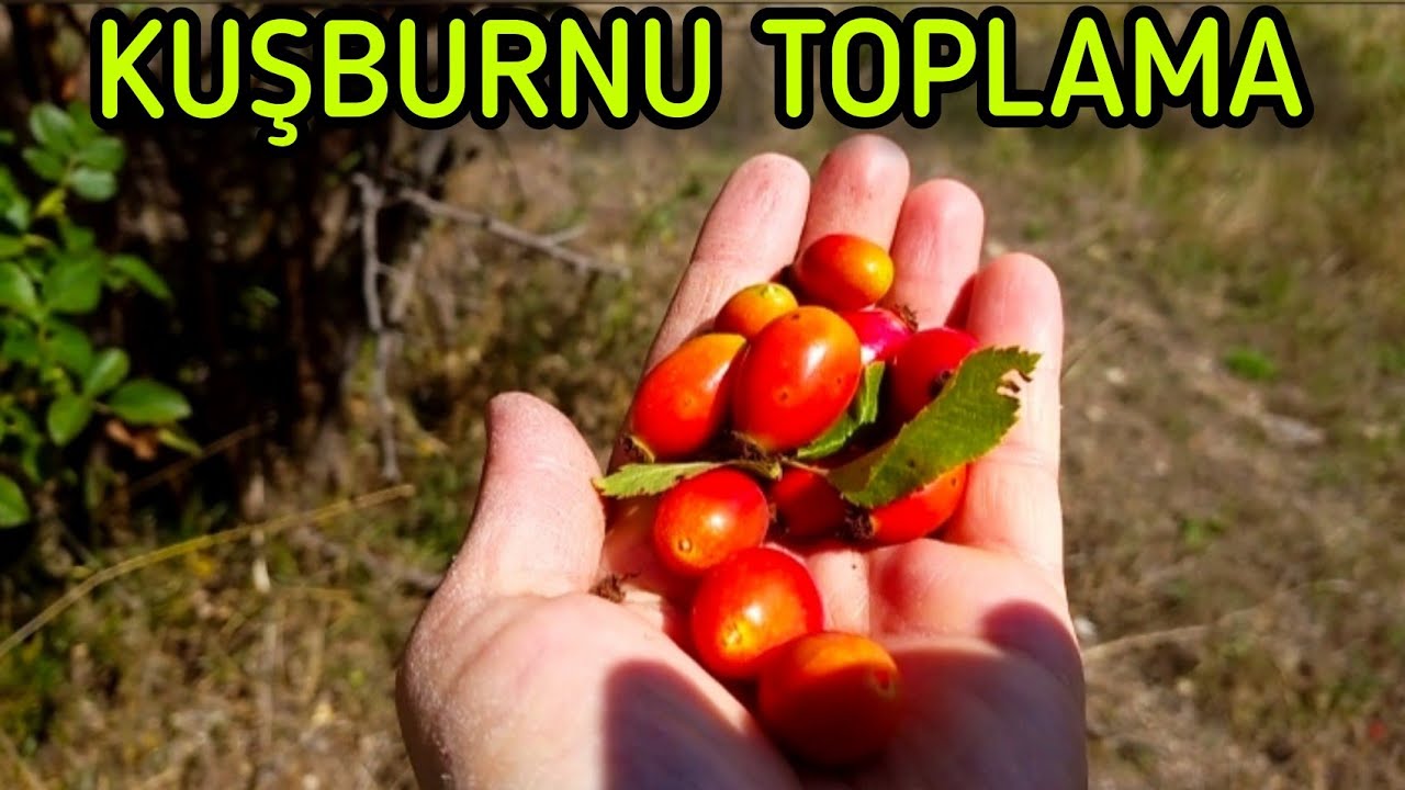 💠KUŞBURNU TOPLAMA💠 KUŞBURNU 💠 Köy - Kuşburnu Dikeni / Gümüşhane