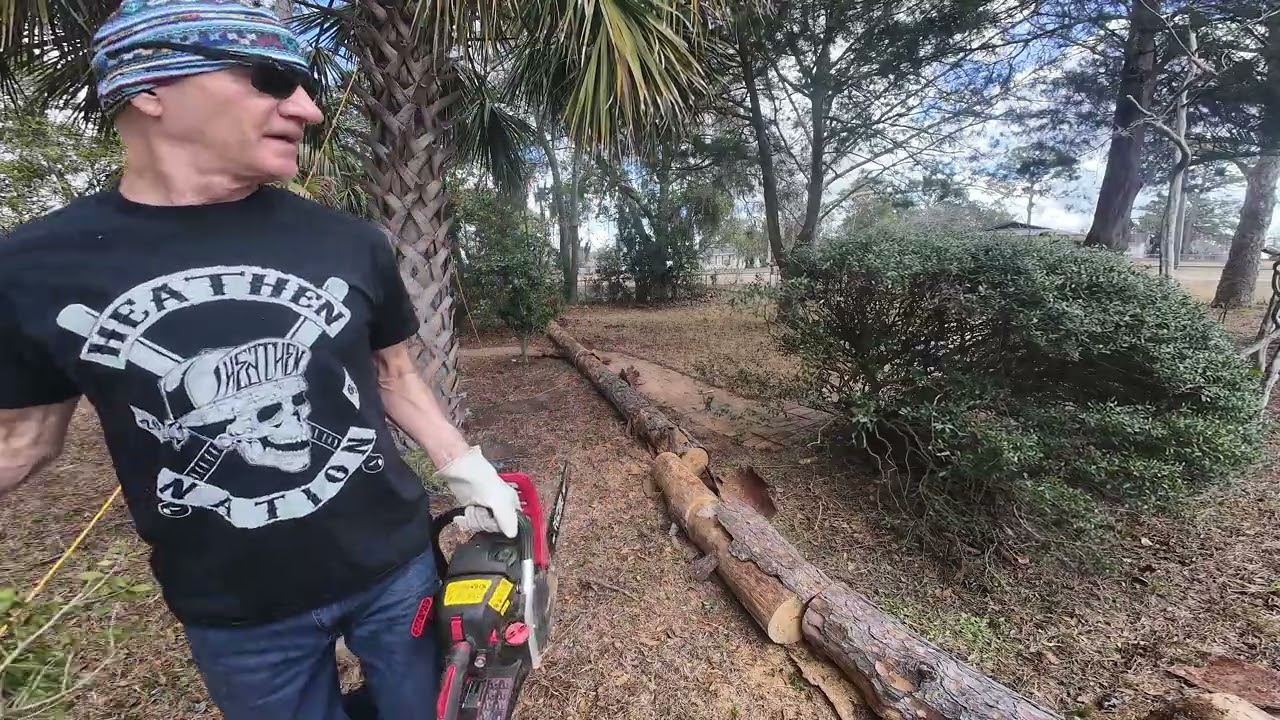 worm invested pine tree had to cut down in the sunshine state