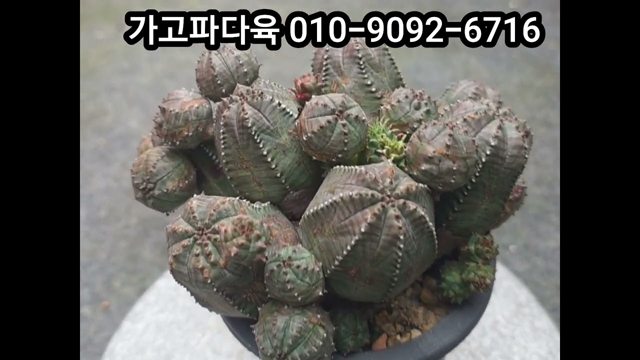 오베사 미니군생대품