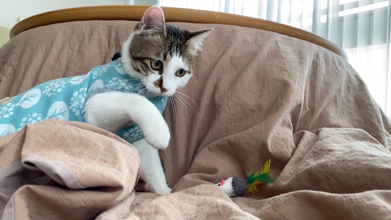 エースのフリータイムとねずみのおもちゃ（静観するおむすび）