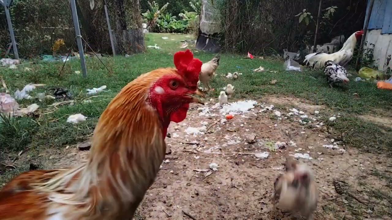 Many chickens were happily eating rice when it started to rain