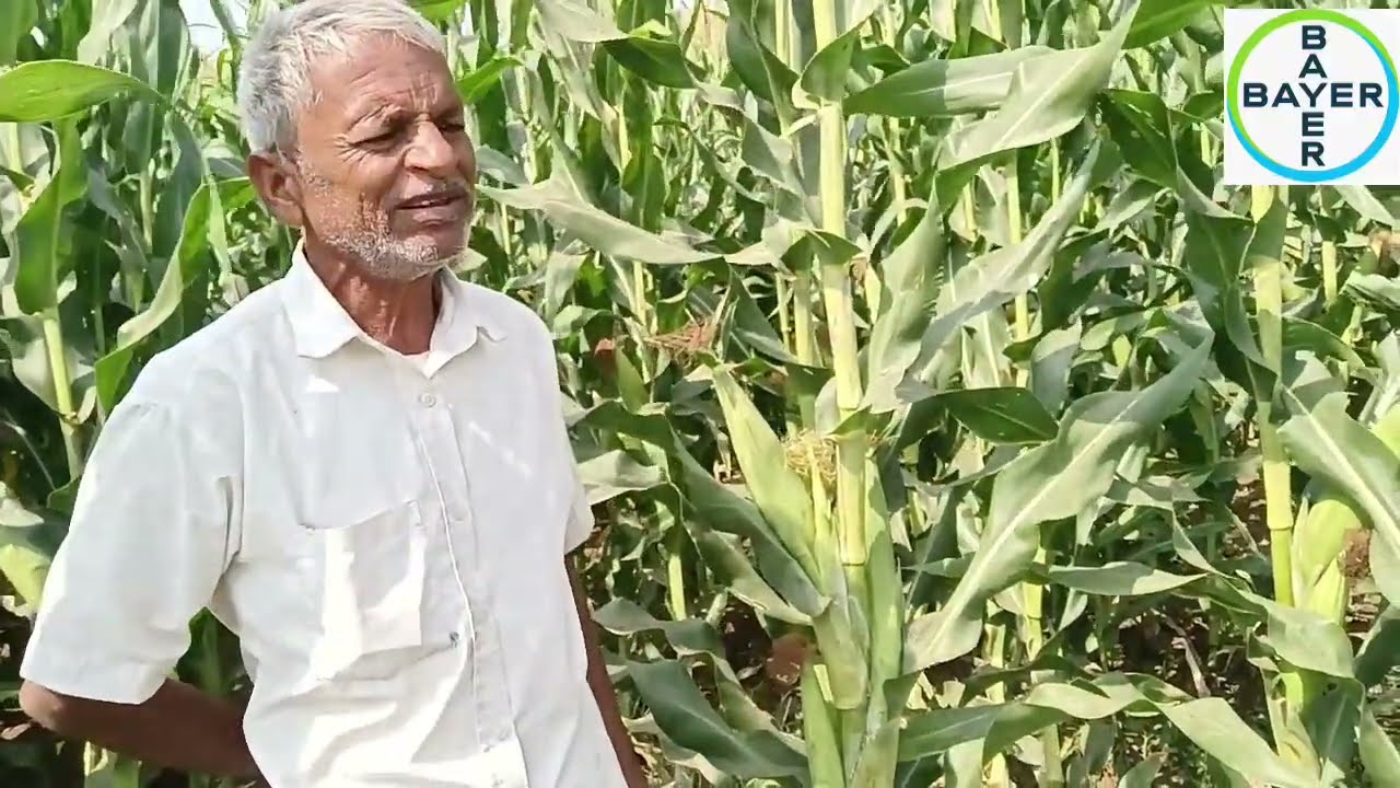 किसान सखाराम खोटे ग्राम कानपुरी #बायर_डेकाल्ब_9150 🌽🌱 सही उत्पादन_सही समय पर_खाद_उपयोग आवश्यक डालें