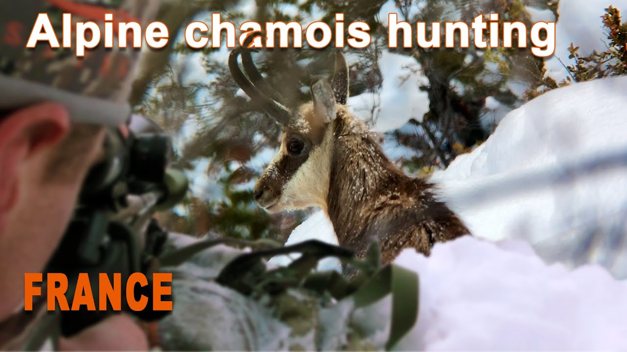 Alpine Chamois Hunting in France // Chasse au Chamois en France // 2021
