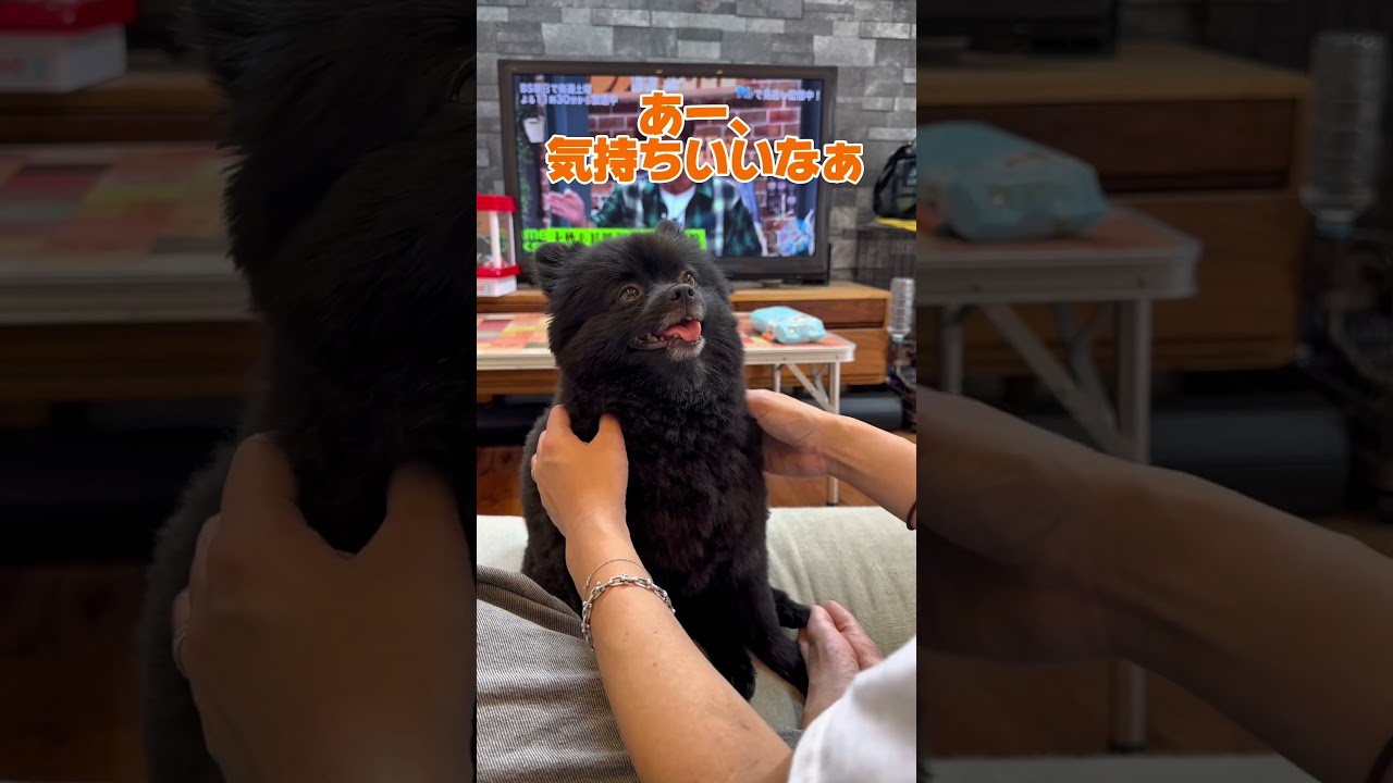 マッサージされて気持ち良さそうな犬　#黒ポメ #ポメラニアン #もふもふ #Pomeranian #犬 #dog #もふもふ #癒し #ペット #포메라니안