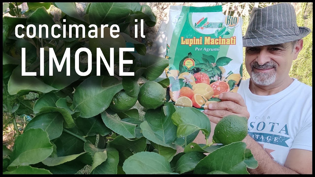 Concimare il limone con i lupini macinati