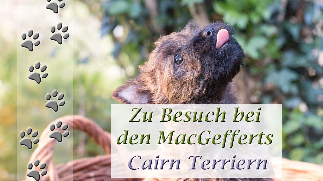 Welpenentzug erfolgreich behandeln | Cairn Terrier | Hundekanal