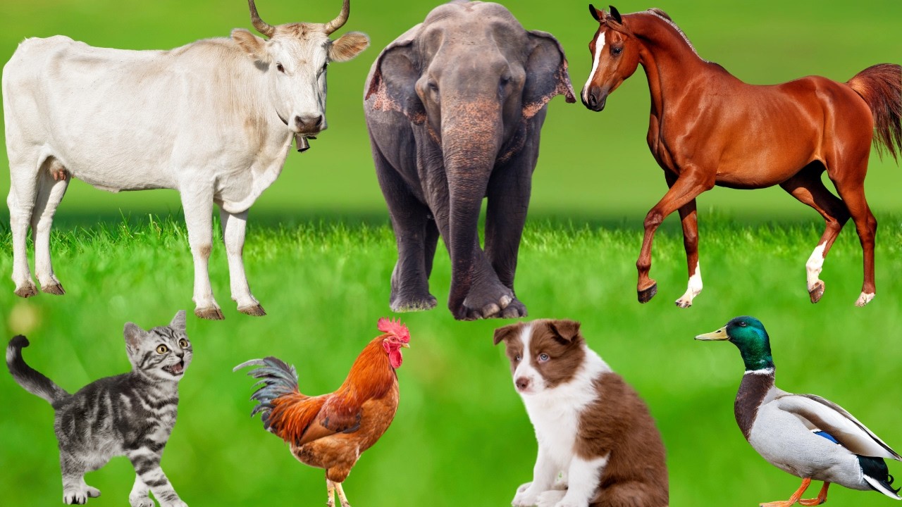 Cute Farm Animals: Sheep, Goat, Pig, Kitten, Puppy, Rabbit, Buffalo, Deer, Tiger &ndash; Animal Moments