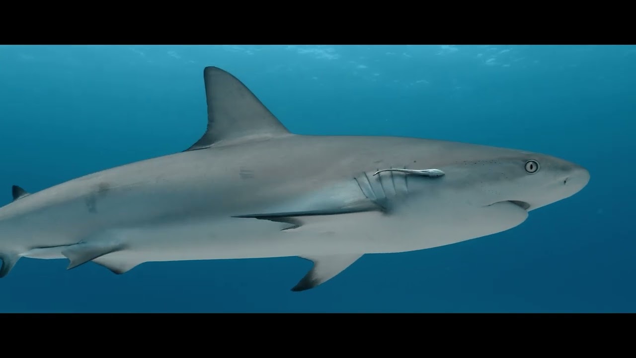All Star Aqua Cat - Luxury Dive Liveaboard of the Bahamas