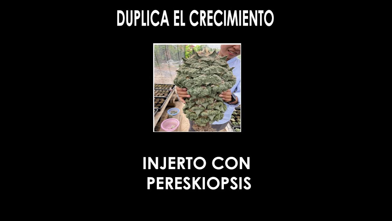 COMO HACER INJERTOS EN PERESKIOPSIS