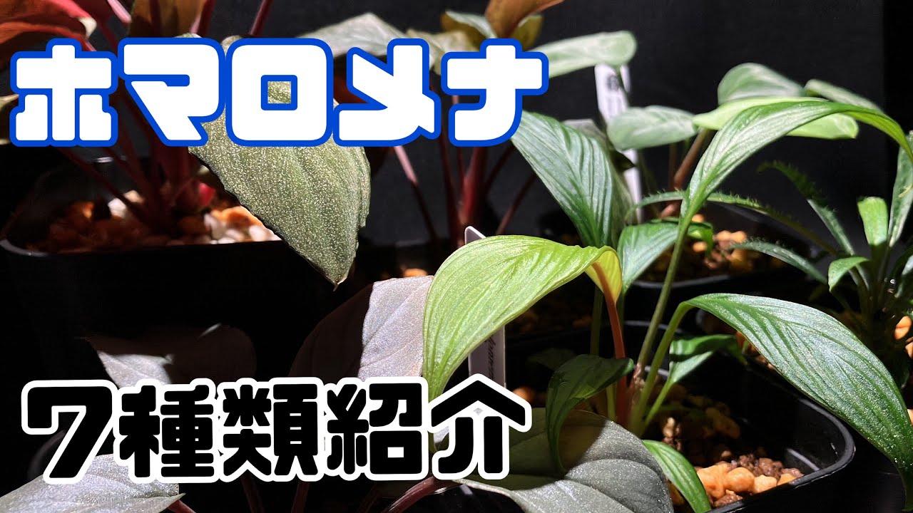 【第47話】「ホマロメナ 7種類紹介します」