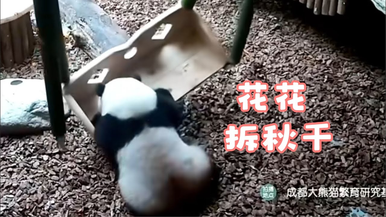 7.4花花4歲的第一天就開始拆家，譚爺爺為姊妹倆安排了兩場生日宴 #panda  #熊猫  #花花  #熊貓